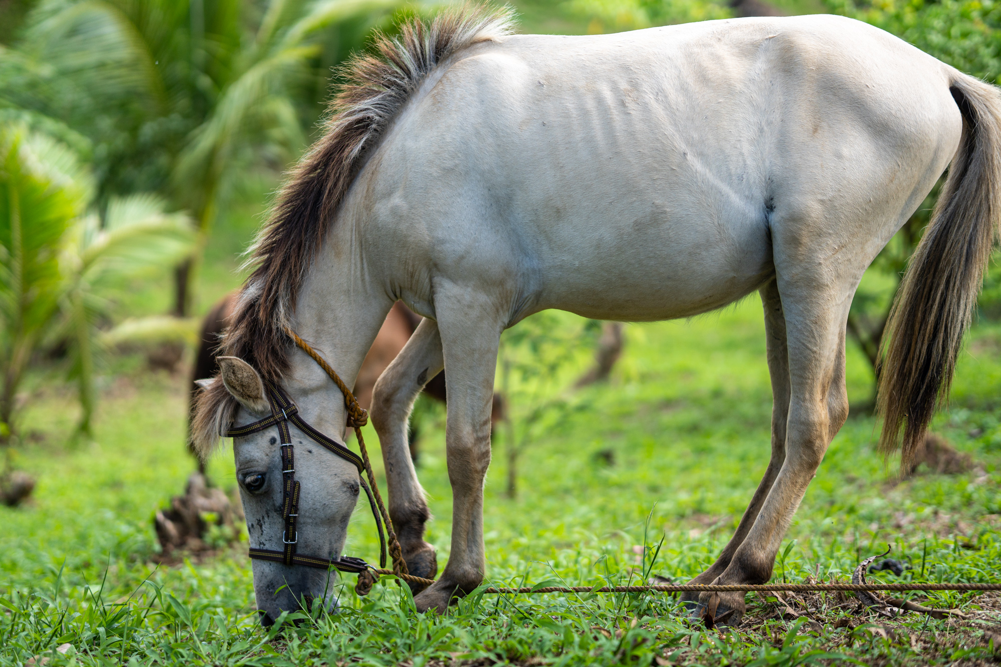 Gray horse grazing in a lush green tropical pasture with palm trees in the background