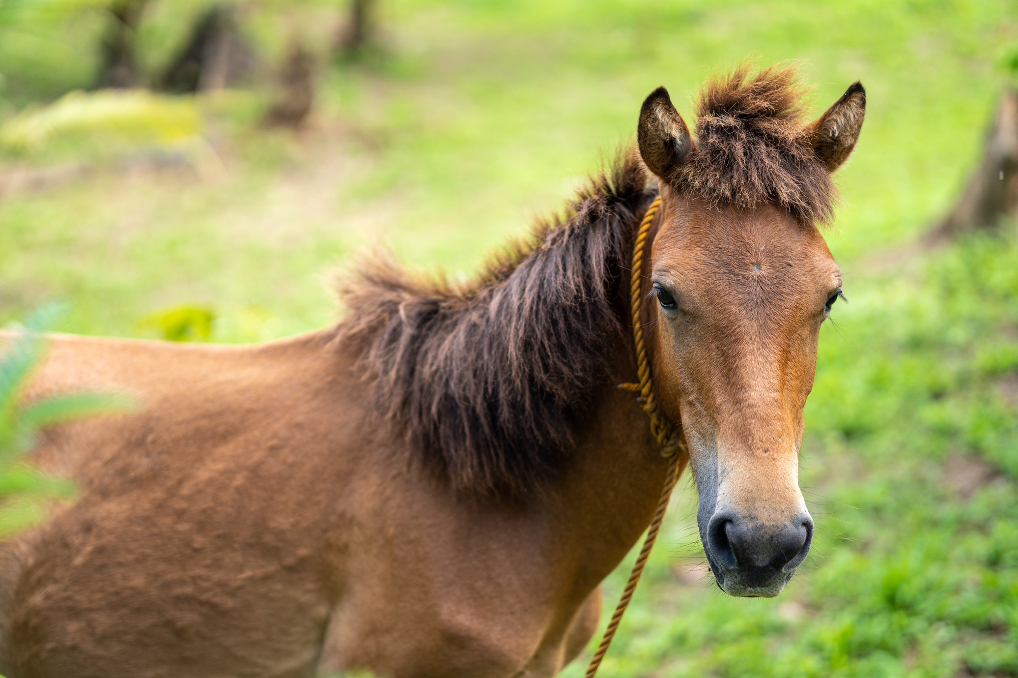 Close-up of a brown pony with a shaggy mane and rope halter standing in a green grassy field outdoors